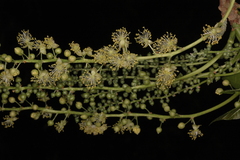 Trewia nudiflora